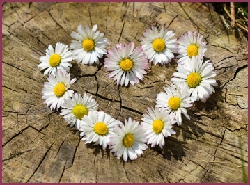 Heart shaped daisies